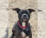 Small #1 American Pit Bull Terrier Mix