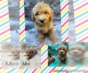 Goldendoodle Puppy for sale in FREDERICKTOWN, MO, USA