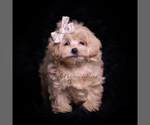 Puppy Twizzler F1 Maltipoo (Toy)