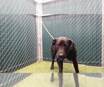 Small Labrador Retriever