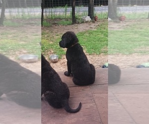 Mastiff Puppy for sale in LA FAYETTE, GA, USA