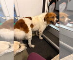 Olaf - Male Great Pyrenees-Unknown Mix Dog for Adoption - Small photo
