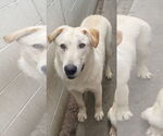 Small #3 Labrador Retriever Mix