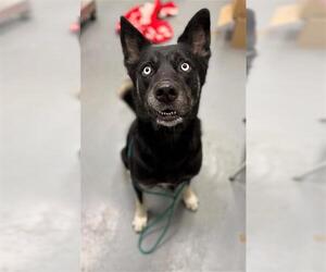 Siberian Husky-Unknown Mix Dogs for adoption in Peoria, IL, USA