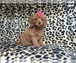 Small #7 Cavapoo