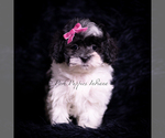 Small Photo #21 Maltipoo (Miniature) Puppy For Sale in WARSAW, IN, USA
