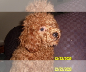 Poodle (Toy) Puppy for sale in DULUTH, GA, USA