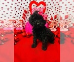 Small #3 Poodle (Miniature)-Poodle (Toy) Mix