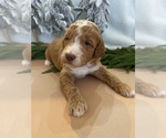 Small Photo #10 Goldendoodle Puppy For Sale in JENKS, OK, USA