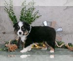Small #1 Australian Shepherd