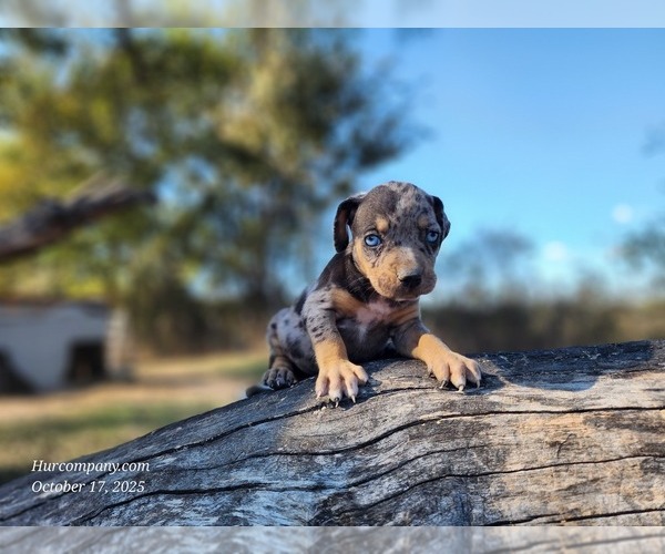 Medium Photo #5 Catahoula Leopard Dog Puppy For Sale in CUMBY, TX, USA