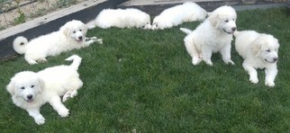 Great Pyrenees Puppy for sale in FORT LUPTON, CO, USA