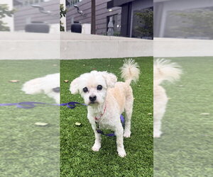 Mutt Dogs for adoption in Raleigh, NC, USA