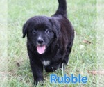 Small #4 Australian Shepherd-Goldendoodle Mix