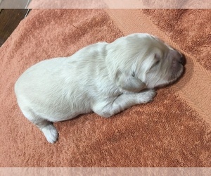 Goldendoodle Puppy for sale in BANDERA, TX, USA