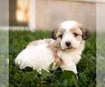 Willow - Female Zuchon Puppy for Sale - Photo #3