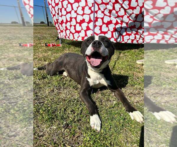 Medium Photo #7 Mutt Puppy For Sale in Abbeville, LA, USA