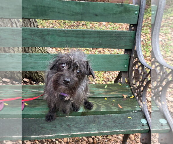 Medium Photo #2 Mutt Puppy For Sale in St. Louis Park, MN, USA