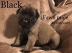 Small Photo #1 Mastiff Puppy For Sale in MANSFIELD, OH, USA