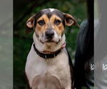 Small #4 American Staffordshire Terrier Mix