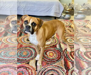 Pele - Male Boxer Dog for Adoption - Photo #2