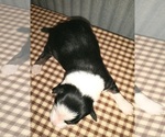Small Photo #8 Border Collie Puppy For Sale in NEW YORK MILLS, MN, USA