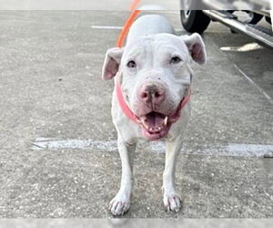 Mutt Dogs for adoption in Houston, TX, USA