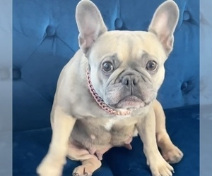 Mother of the French Bulldog puppies born on 04/26/2025