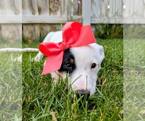Border Collie-Unknown Mix Dogs for adoption in Sandy, UT, USA