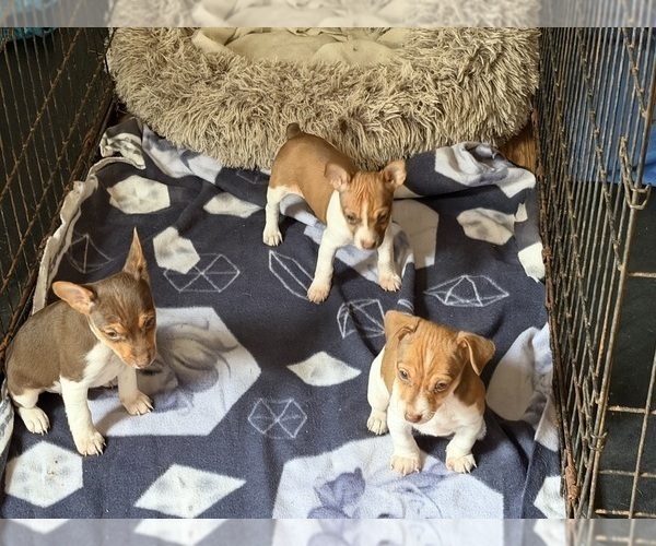 Medium Photo #5 Rat Terrier Puppy For Sale in WHITAKERS, NC, USA