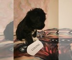 Puppy 2 Schnoodle (Miniature)-Unknown Mix