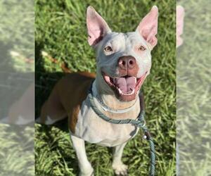 Medium American Staffordshire Terrier