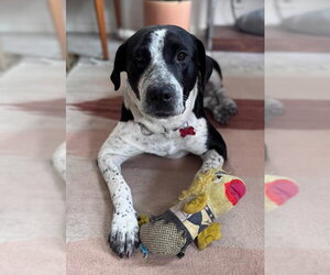 Pointer-Unknown Mix Dogs for adoption in San Diego, CA, USA
