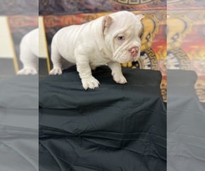 American Bully Puppy for sale in LIBERTY TOWNSHIP, OH, USA