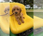 Puppy AKC Lucy Golden Retriever