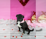Small #3 Labrador Retriever Mix