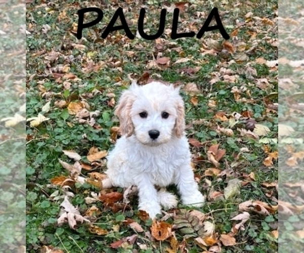 Medium Photo #2 Cock-A-Poo Puppy For Sale in HARTLAND, MN, USA