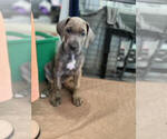 Small Photo #9 Great Dane Puppy For Sale in FLOWERY BRANCH, GA, USA