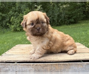 Shih Tzu Puppy for sale in MIDDLEBURY, IN, USA