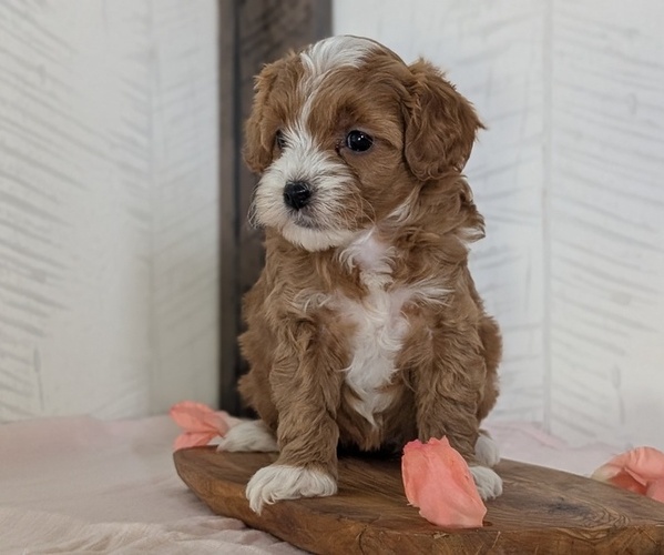 Medium Photo #3 Cavapoo (Miniature) Puppy For Sale in GOSHEN, IN, USA