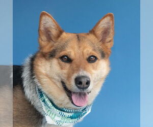 Shiba Inu Dogs for adoption in Pasadena, CA, USA