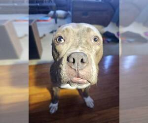 American Pit Bull Terrier-Staffordshire Bull Terrier Mix Dogs for adoption in Princeton, MN, USA
