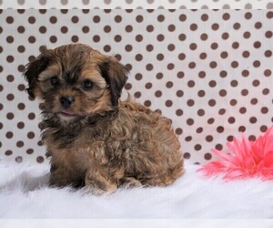 Cavalier King Charles Spaniel-Poodle (Toy) Mix Puppy for sale in FREDERICKSBG, OH, USA