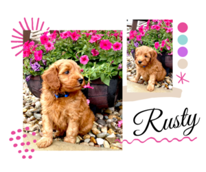 Goldendoodle (Miniature) Puppy for sale in ARCOLA, IL, USA