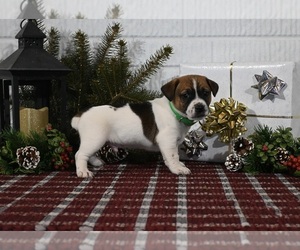Jack Russell Terrier Puppy for sale in MILLERSBURG, OH, USA