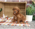 Small #3 Poodle (Miniature)