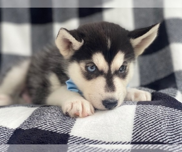 Medium Photo #10 Siberian Husky Puppy For Sale in LAKELAND, FL, USA