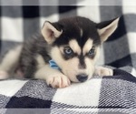 Small Photo #10 Siberian Husky Puppy For Sale in LAKELAND, FL, USA