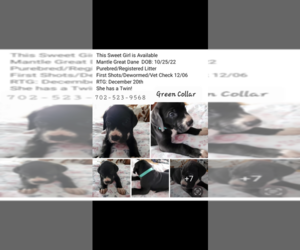 Great Dane Puppy for sale in LAS VEGAS, NV, USA