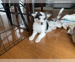 Small Photo #16 Border Collie Puppy For Sale in CHULA VISTA, CA, USA